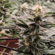 Eternity Grow Cup 2026 Sticky Broccoli