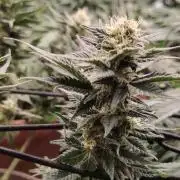 Eternity Grow Cup 2026 Sticky Broccoli