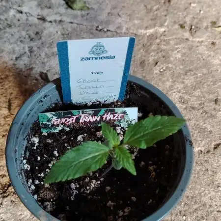 Zamnesia Ghost Train Haze *_*