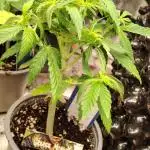 Zamnesia Grease Monkey