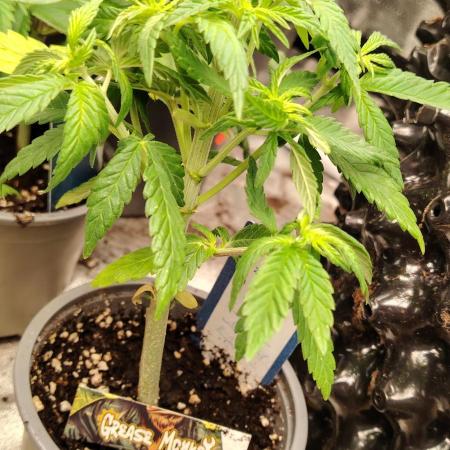 Zamnesia Grease Monkey