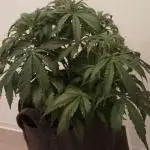 DIVINE SEEDS Auto Fractal