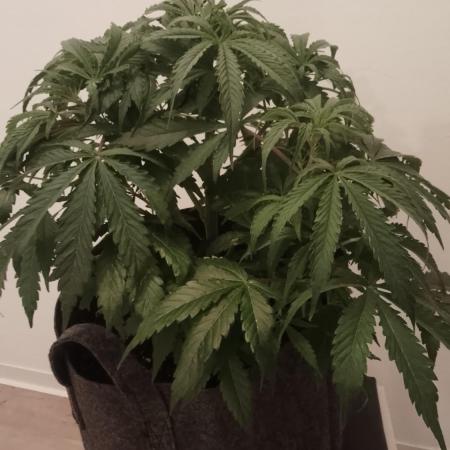 DIVINE SEEDS Auto Fractal