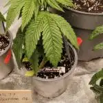 Zamnesia Ghost Train Haze *_*