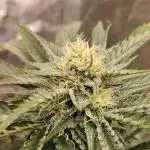Auto moonrock