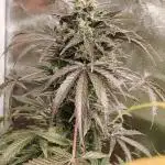 Northern lights auto