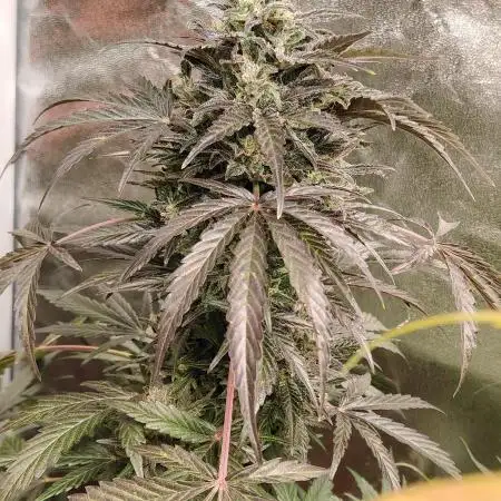 Northern lights auto