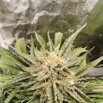 Auto moonrock