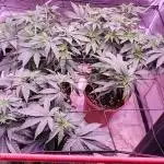 Lemon cherry gelato VS Mimosa Evo