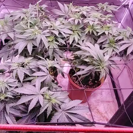 Lemon cherry gelato VS Mimosa Evo