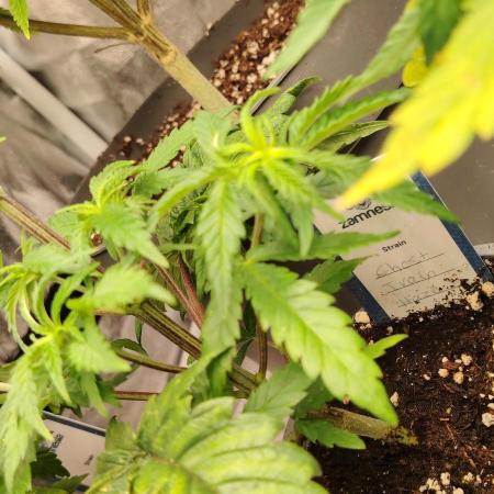 Zamnesia Ghost Train Haze *_*