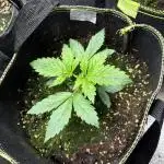 Zamnesia Trainwreck Automatik