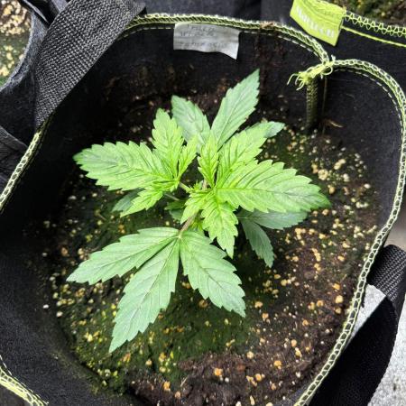 Zamnesia Trainwreck Automatik
