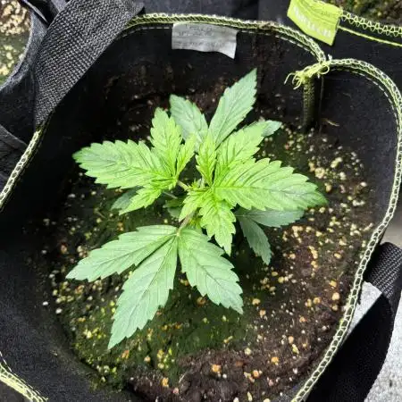 Zamnesia Trainwreck Automatik