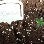 Barneys Auto Mimosa