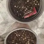 Red Hot Cookies