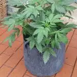 Barneys Auto mobby dick