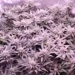 Sweet Mandarine skittlez