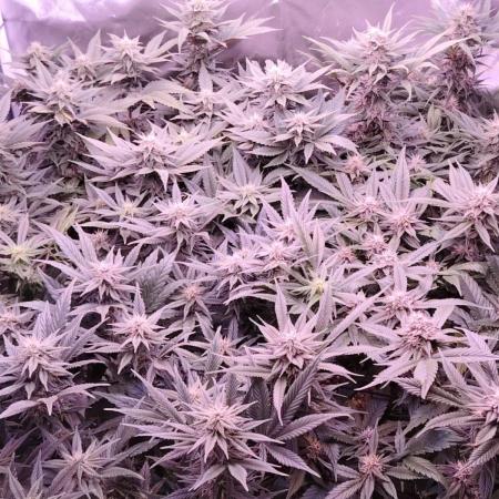 Sweet Mandarine skittlez