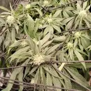 BLUE DREAM *_*