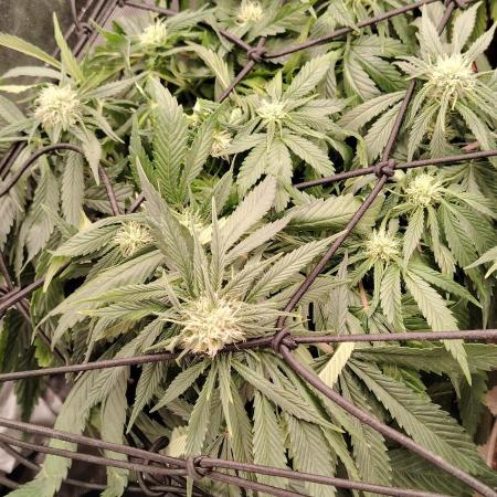 BLUE DREAM *_*