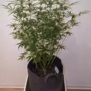DIVINE SEEDS Auto Fractal