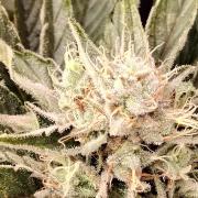 Eternity Grow Cup 2026 Sticky Broccoli