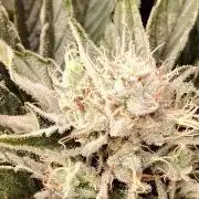 Eternity Grow Cup 2026 Sticky Broccoli
