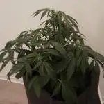 DIVINE SEEDS Auto moon rock