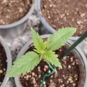 Eternity Grow Cup 2026 Sticky Broccoli