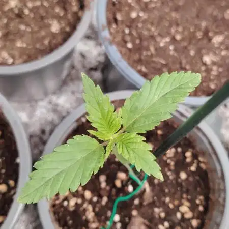 Eternity Grow Cup 2026 Sticky Broccoli