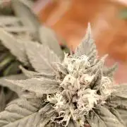 BLUE DREAM *_*