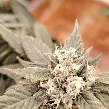 BLUE DREAM *_*