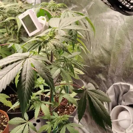 Sweet Mandarine skittlez
