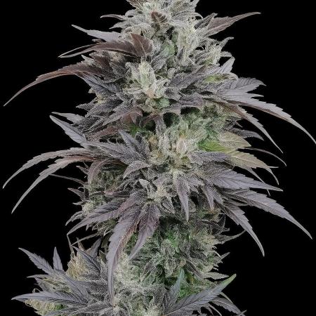 Northern lights auto