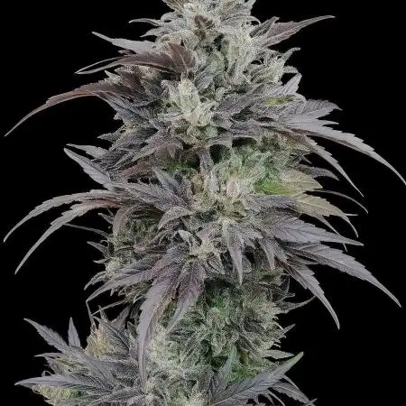 Northern lights auto