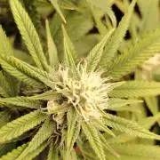 Zamnesia Grease Monkey