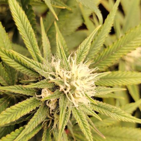 Zamnesia Grease Monkey