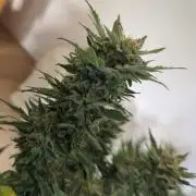 Zamnesia Trainwreck Automatik