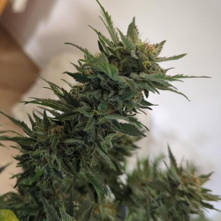 Zamnesia Trainwreck Automatik