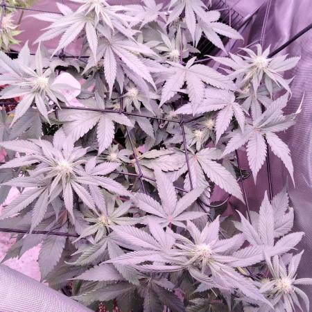 Cherry poppers by Barneys Farm