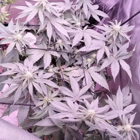 Cherry poppers by Barneys Farm