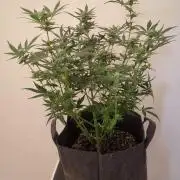 Barneys Auto mobby dick