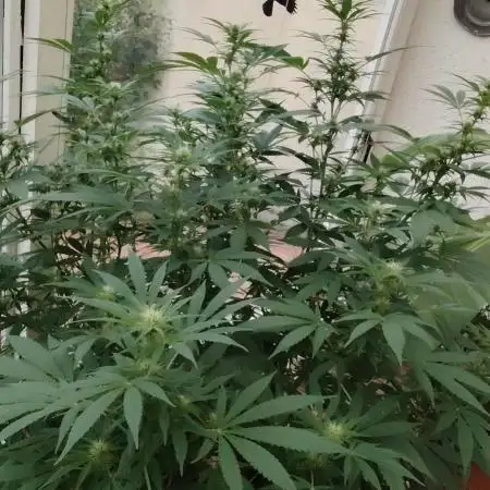 Bruce banner outdoor