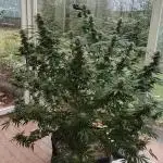 Bruce banner outdoor