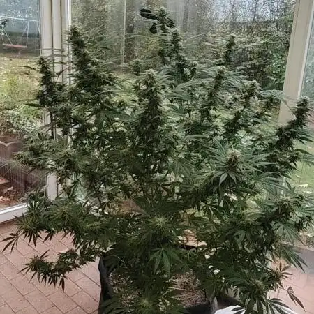 Bruce banner outdoor
