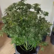 Barneys Auto Mimosa