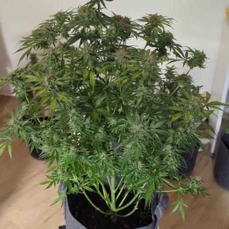 Barneys Auto Mimosa