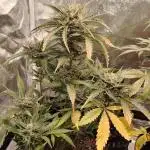 Auto moonrock