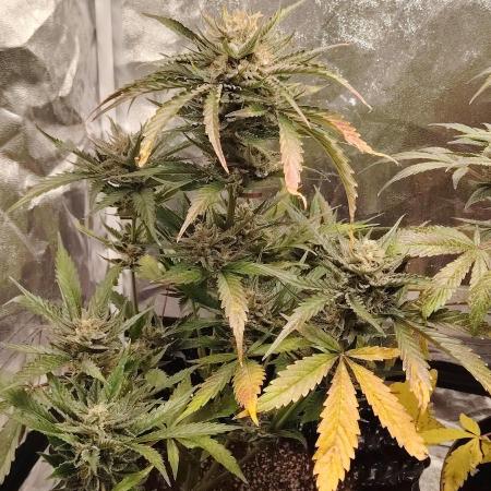Auto moonrock